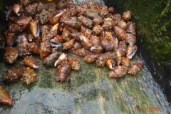 IMG-20200229-WA0064