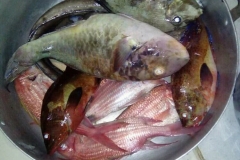 IMG-20200229-WA0070